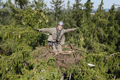 Foto: Orli mají na Tachovsku další nové hnízdo