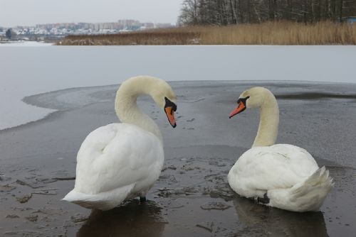 Foto: Ornitologové žádají Plzeňáky: Nekrmte labutě na rybnících
