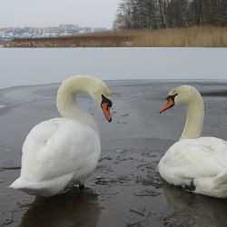 Ornitologové žádají Plzeňáky: Nekrmte labutě na rybnících