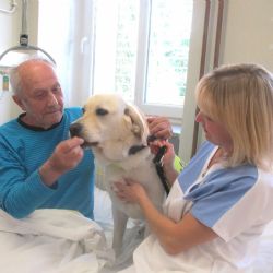 Pacienty následné péče a nově i dětské ošetřuje ve Stodě krátkosrstý terapeut Marley 