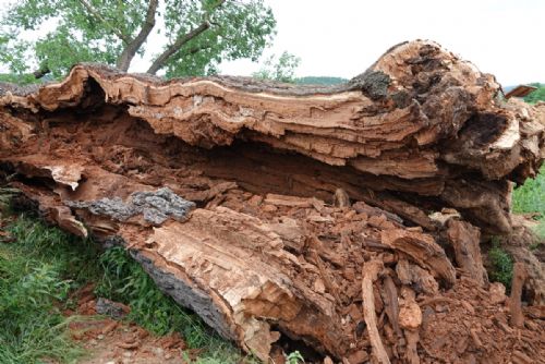 Foto: Památný Žižkův dub padl, ale kraj vysadí následovníka