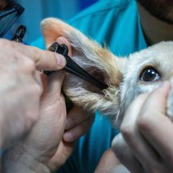 Plzeň a kraj chtějí obnovit veterinární pohotovost