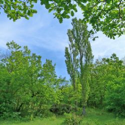 Plzeň čeká na další sklizeň z plantáže topolů, chce podporu na její údržbu