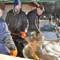 Plzeň nabídne na sádkách velikonoční ryby. Chce oživit tradici