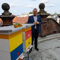 Včelám se daří i v centru Plzně, zájemci je mohou sledovat online