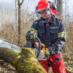 Plzeň začne s těžbou stromů poškozených klimatickými vlivy a přestárlých dřevin