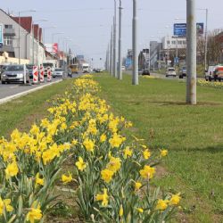 Plzeň zkrášlují tisíce rozkvetlých narcisů a krokusů    