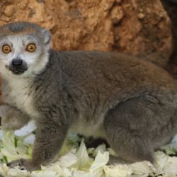 Plzeňská zoo chová jako jediná vzácného lemura