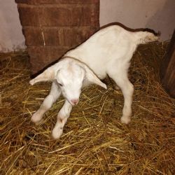 Plzeňská zoo hlásí novoroční babyboom