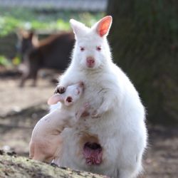Plzeňská zoo je ve znamení mláďat