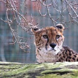 Plzeňská zoo má dvě nové gepardice