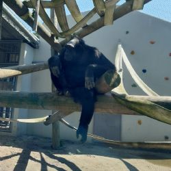 Plzeňská zoo má nového šimpanze Siriho