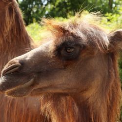Plzeňská zoo má novou velbloudici Sisi