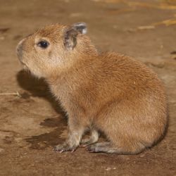 Plzeňská zoo má po osmi letech mládě kapybary