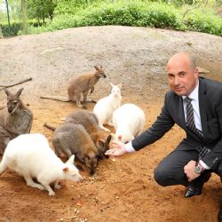 Plzeňská zoo má třetího bílého klokana