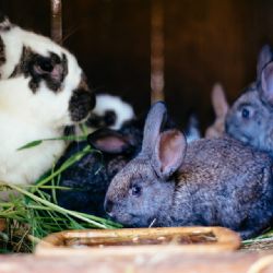 Plzeňská zoo o víkendu ukáže, co se chová na českém dvorku