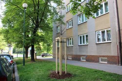 Foto: Plzeňský centrální obvod vysadil v letošním roce rekordní množství stromů