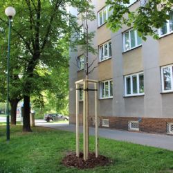 Plzeňský centrální obvod vysadil v letošním roce rekordní množství stromů