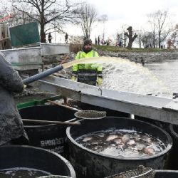 Kupte si kapra. Rybníkáři v sobotu vyloví Drahotínský rybník