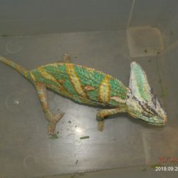 Plzeňští strážníci se ptají: Neutekl vám chameleon?
