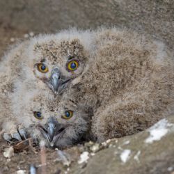 Plzeňští zvířecí záchranáři kroužkují mláďata na hnízdech