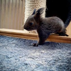 Plzeňští zvířecí záchranáři letos odchovali už 12 veverek