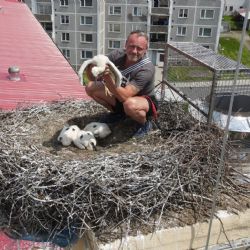 Plzeňští zvířecí záchranáři už pomohli stovkám čápů! Podívejte se