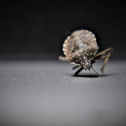 Plzní se šíří štěnice, nejrizikovější jsou ubytovny