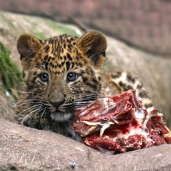 Po roční prodlevě se vrací oblíbený cyklus přednášek v Zoo Plzeň