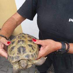 Po silnici v Křimicích si vykračovala želva, skončila v útulku