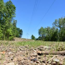 Pod elektrickým vedením v Borském parku už je založena nová louka