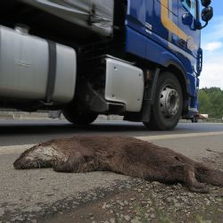 Pod koly aut na Plzeňsku končí stovky zvířat. I chráněné vydry