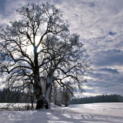 Podpořte českou lípu v boji o titul Evropský strom roku 2017