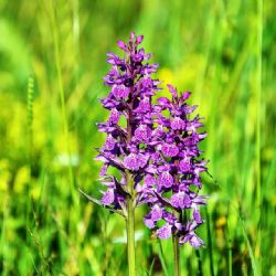 Pojďte na Poběžovicku putovat za orchidejemi, hadci a sleziníky