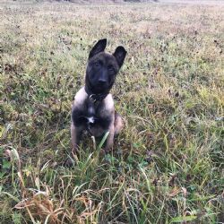 Policie v kraji má novou posilu - štěně Uxíka 