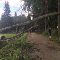 Víkendová vichřice vyvrátila desítky tisíc stromů na celém území Šumavy