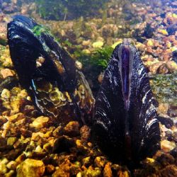 Pomoc perlorodkám – Správa NP Šumava vysazuje vzácného mlže