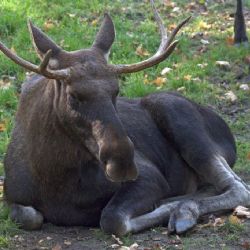 Pomozte na Šumavě s mapováním losa evropského