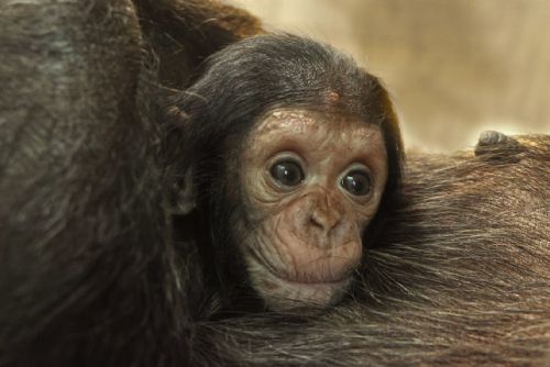 Foto: Pomozte vybrat jméno pro malého šimpanze
