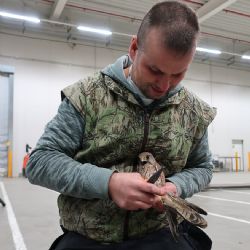 Poštolku uvěznil velkosklad potravin u Dobřan