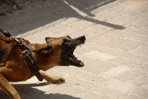 Foto: Při venčení u Lomničky se porvali psi, pak i jejich páni