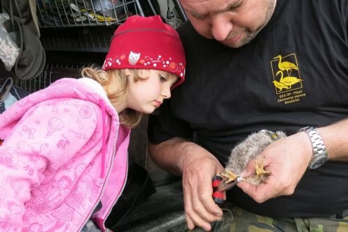 Foto: Příběh malého kalouse v Červeném Hrádku aneb nezachraňujte mláďata zbytečně