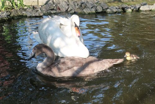 Foto: Příběh zvířecích záchranářů: Z kachny labuť neuděláš