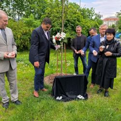 Profesora Viktoru připomíná strom a pamětní kámen