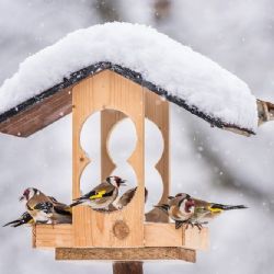 Ptačí hodinka je tu. Od pátku budou i lidé v kraji sčítat ptáky na krmítkách