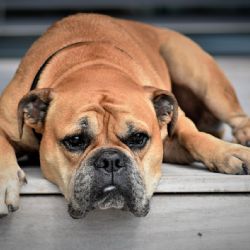 Radní Plzně schválili další krok vedoucí k zajištění veterinární pohotovosti