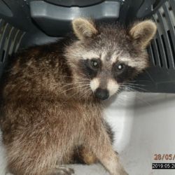 Řidička měla mývala zaklíněného v přední masce