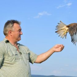 Rokycanští zvířecí záchranáři loni léčili 631 pacientů, nejčastěji jiřičky