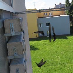 Rorýsi, bumerangy s ocáskem, už jsou v Plzni