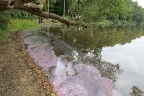Foto: Růžový povlak pozorovali lidé na rybníce v Plzni, jde o neškodné sirné bakterie